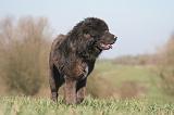 DOGUE DU TIBET 550